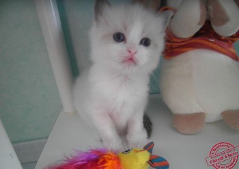 chaton femelle blue bicolour 2 - 4 semaines - Chatterie Ragdolls du Val de Beauvoir